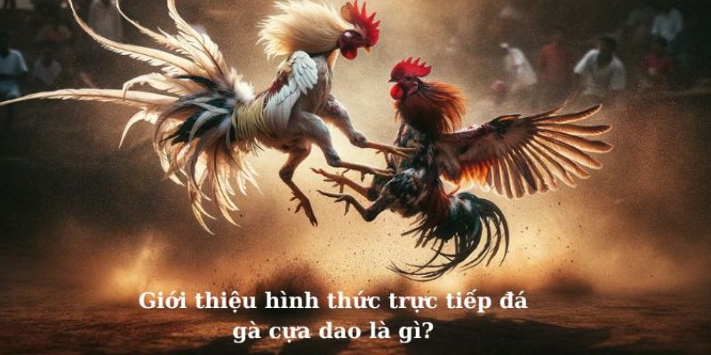 Đá gà trực tiếp cựa dao